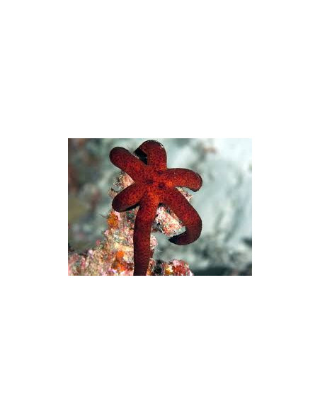 ECHINASTER LUZONICUS