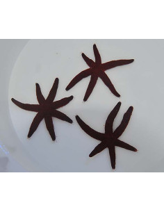 ECHINASTER LUZONICUS