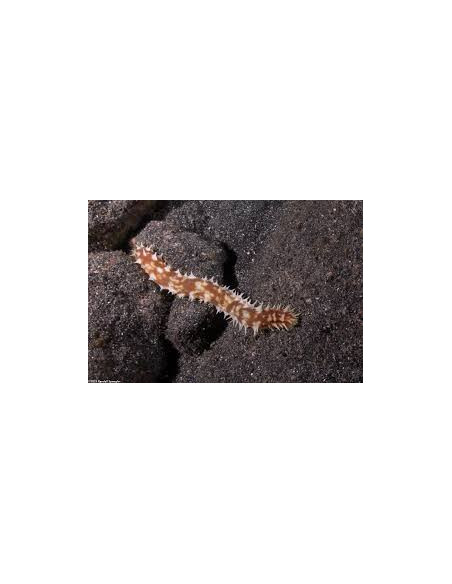 HOLOTHURIA HILLA