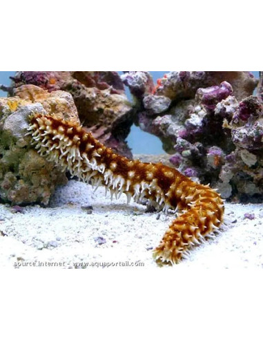 HOLOTHURIA HILLA