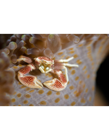NEOPETROLISTHES OSHIMAI