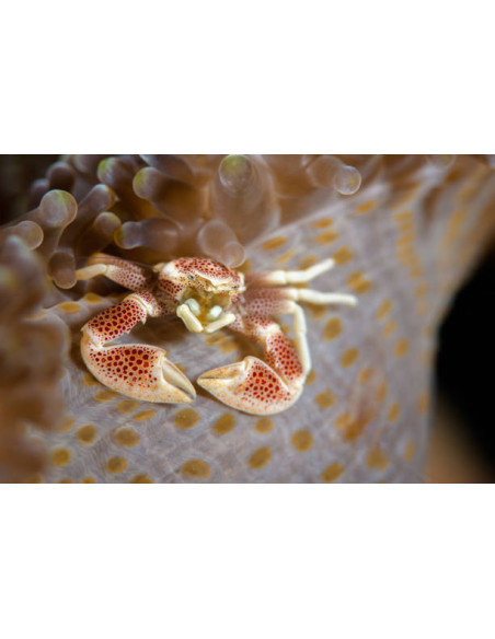 NEOPETROLISTHES OSHIMAI