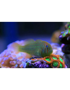 GOBIODON HISTRIO