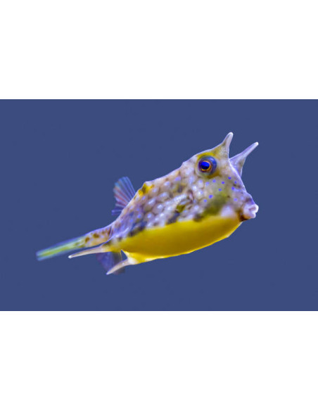 LACTORIA CORNUTA