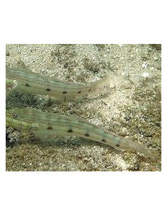 VALENCIENNA LONGIPINNIS