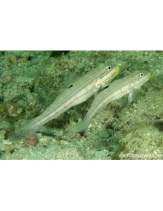 VALENCIENNA MURALIS