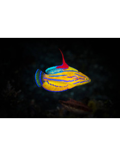 PARACHEILINUS FLAVIANALIS