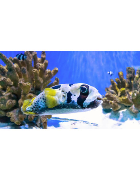 DIODON HOLOCANTHUS