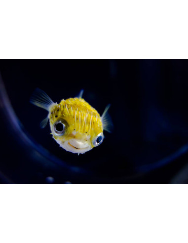 DIODON HOLOCANTHUS