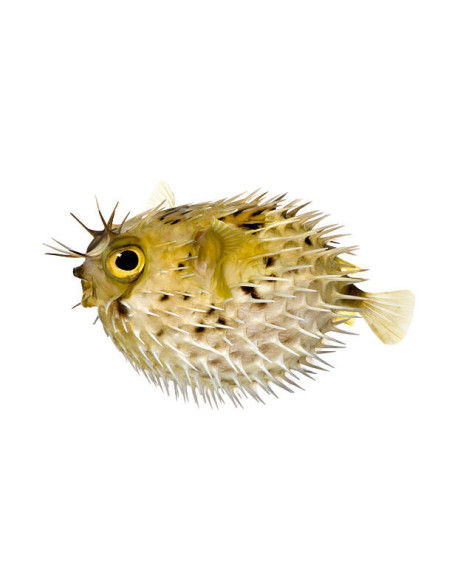 DIODON HOLOCANTHUS