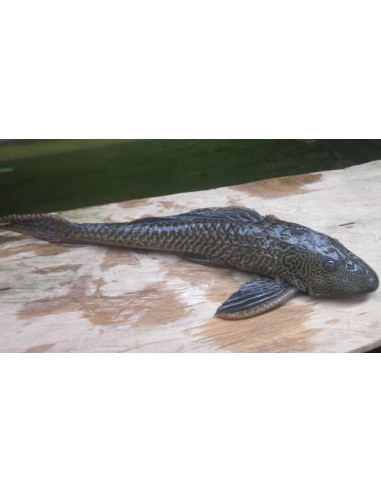 HYPOSTOMUS PLECOSTOMUS