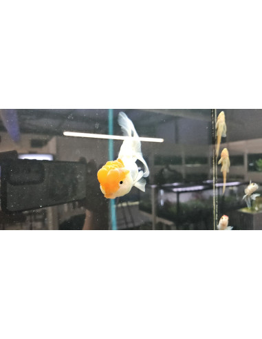 CARASSIUS AURATUS ORANDA RED CAP wysiwyg