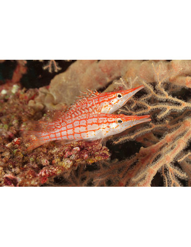 OXYCIRRHITES TYPUS