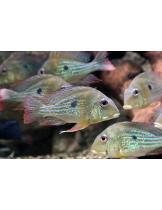 GEOPHAGUS ALTIFRONS