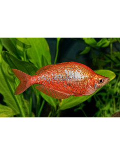 GLOSSOLEPIS INCISUS
