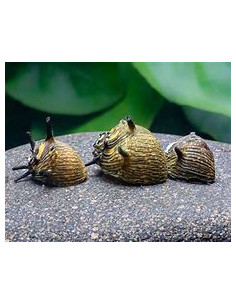 CLITHON SUBGRANOSA