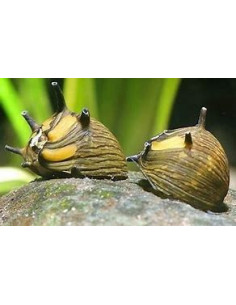 CLITHON SUBGRANOSA