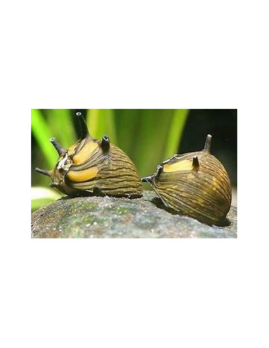 CLITHON SUBGRANOSA