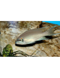 LAMPROLOGUS BRICHARDI