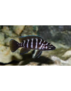 LAMPROLOGUS CYLINDRICUS