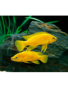 LAMPROLOGUS LELEUPI (L)
