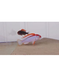 PSEUDOTROPHEUS RED TOP NDUMBI