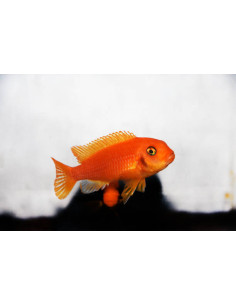 PSEUDOTROPHEUS ZEBRA RED