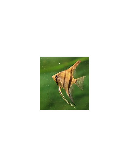 PTEROPHYLLUM PERU ALTUM