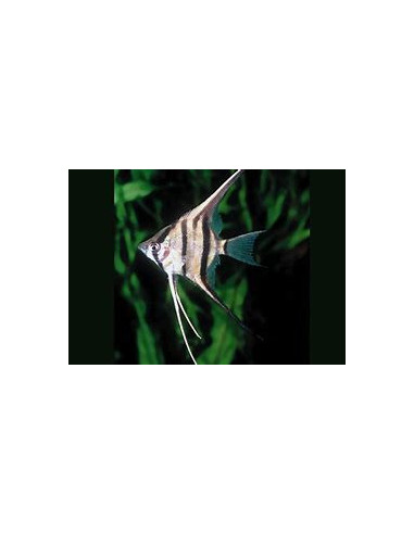 PTEROPHYLLUM PERU ALTUM