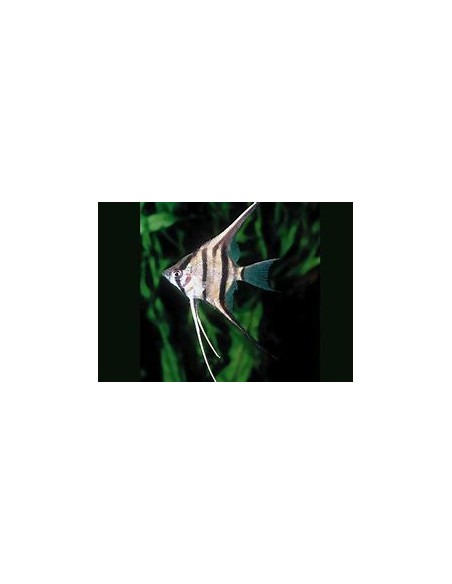 PTEROPHYLLUM PERU ALTUM