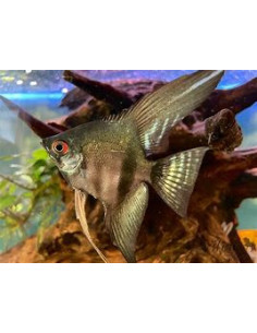 PTEROPHYLLUM SCALARE PINOY GREEN