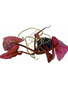NYMPHEA ZENKERI TIGER LOTUS RED BULBE + FEUILLE