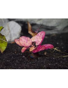 NYMPHEA ZENKERI TIGER LOTUS RED BULBE + FEUILLE
