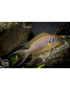 NEOLAMPROLOGUS PULCHER DAFFODIL