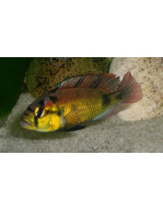 HAPLOCHROMIS AENOCOLOR