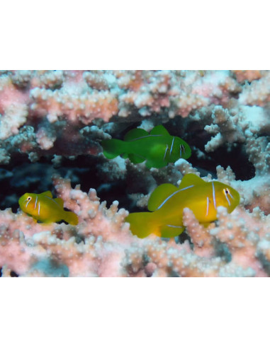 GOBIODON CITRINUS
