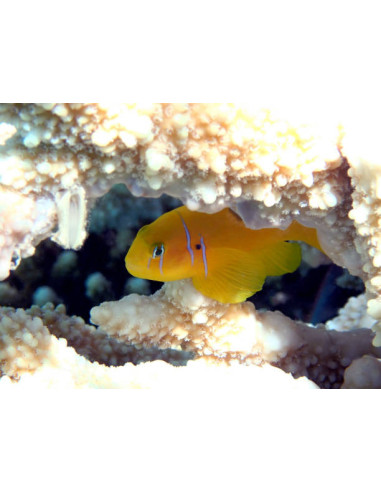 GOBIODON CITRINUS