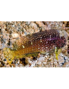 SALARIAS RAMOSUS