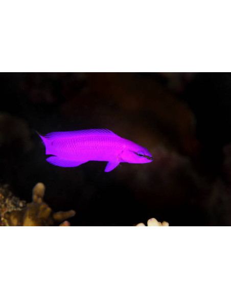 PSEUDOCHROMIS FRIDMANI