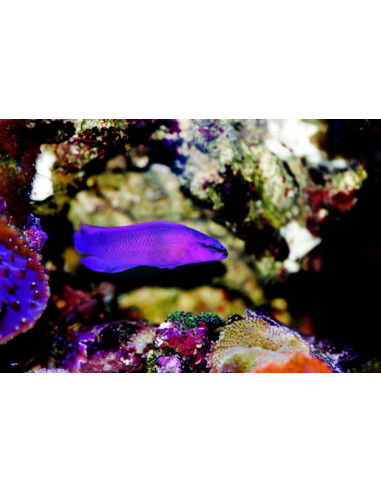 PSEUDOCHROMIS FRIDMANI