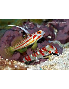 STONOGOBIOPS YASHA