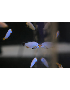 AMPHIPRION PERCULA PLATINUM