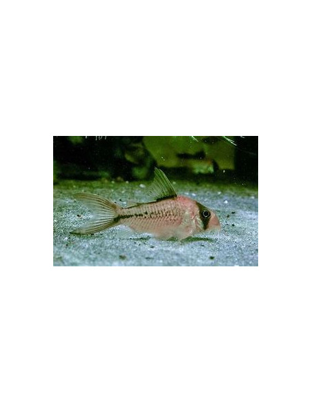 CORYDORAS DECKERI