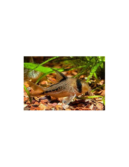 CORYDORAS DECKERI