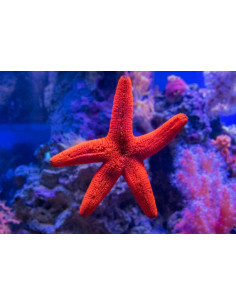 FROMIA ELEGANS
