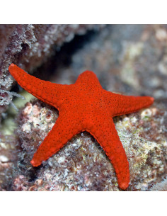 FROMIA ELEGANS