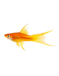 XIPHOPHORUS HELLERI MIX VOILE