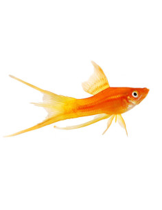 XIPHOPHORUS HELLERI MIX VOILE
