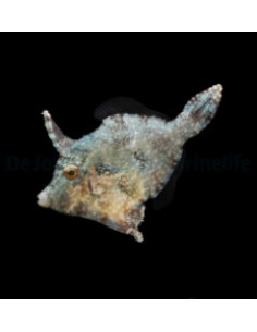 ACREICHTHYS TOMENTOSUS M