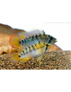 APISTOGRAMMA BAENSCHI INCA